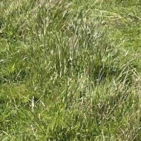 Grass