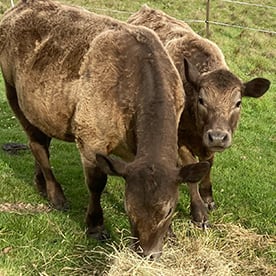 The cows